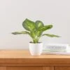 Artificial Dieffenbachia In White Plant Pot -Dunelm 30672986