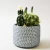 Artificial Cactus In Textured Blue And White Plant Pot -Dunelm 30675306