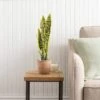 Artificial Sansevieria In Terracotta Plant Pot -Dunelm 30724509