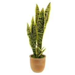 Artificial Sansevieria In Terracotta Plant Pot -Dunelm 30724509 alt04