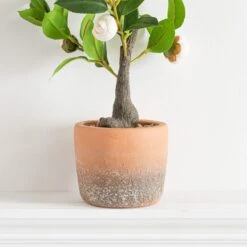 Artificial Camellia Tree In Terracotta Plant Pot -Dunelm 30724533 alt02