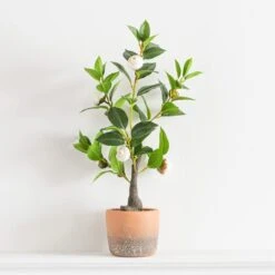 Artificial Camellia Tree In Terracotta Plant Pot -Dunelm 30724533 alt03