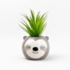 Artificial Succulent In Sloth Plant Pot -Dunelm 30735964