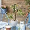 Artificial Olive Tree In White Cement Pot -Dunelm 30861647