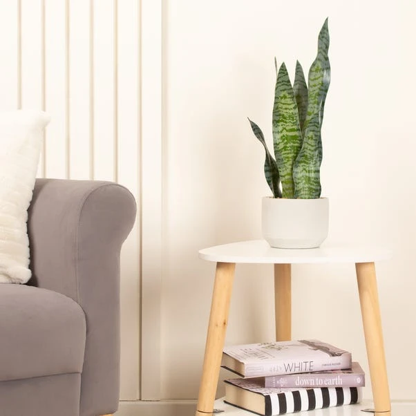 Artificial Sansevieria Plant In Cream Cement Plant Pot 3 Artificial Sansevieria Plant In Cream Cement Plant Pot