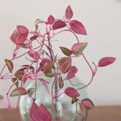 Artificial Tradescantia Vine Stem -Dunelm 30918298 alt02