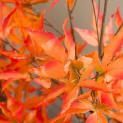 Artificial Maple Tree In Terracotta Plant Pot -Dunelm 30918340 alt02