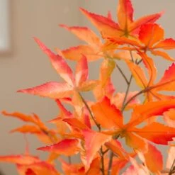 Artificial Maple Tree In Terracotta Plant Pot -Dunelm 30918341 alt02