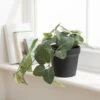 Artificial Trailing Fittonia Plant In Black Plant Pot -Dunelm 30923363