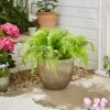 Artificial Fern In Ribbed Plant Pot -Dunelm 30925735