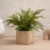 Artificial Fern In Cement Plant Pot -Dunelm 30958177